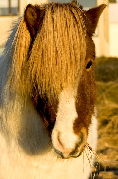 Cavalo islandês — Fotografia de Stock