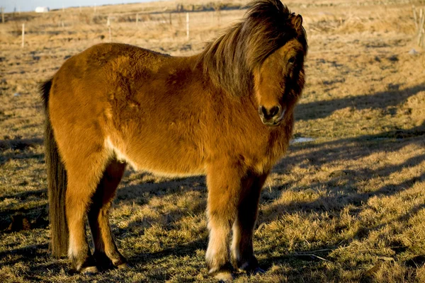 Ισλανδική Άλογο — Φωτογραφία Αρχείου