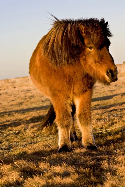 Icelandic Horse — Stock Photo, Image
