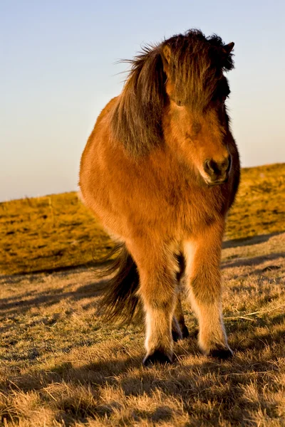 Cavallo Islandese — Foto Stock