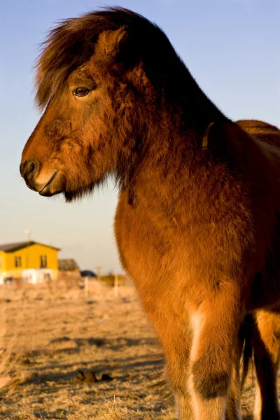 Islandský Kůň — Stock fotografie