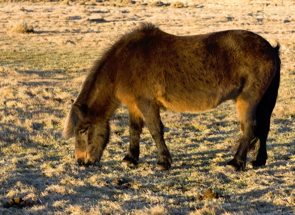 Cavalo Islandês — Fotografia de Stock