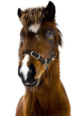 Icelandic horse clipart