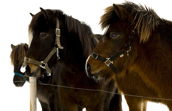 Исландская Лошадь — стоковое фото