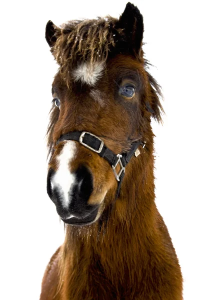 Исландская Лошадь — стоковое фото