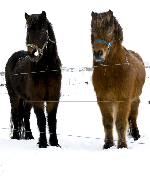아이슬란드 말 — 스톡 사진