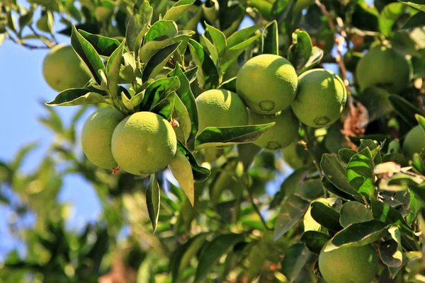 Čerstvé zelené pomeranče na stromě (Řecko) — Stock fotografie