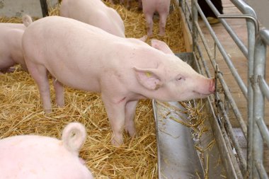 A young pig drinking water clipart