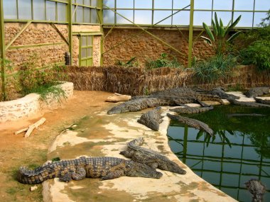 The crocodiles in winter pavilion on the farm on Djerba Island, Tunisia clipart