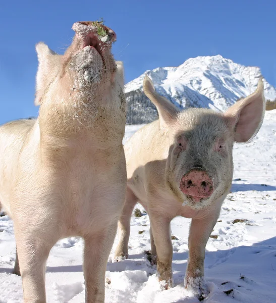 Jovens porcos no passeio nos Alpes Suíços — Fotografia de Stock