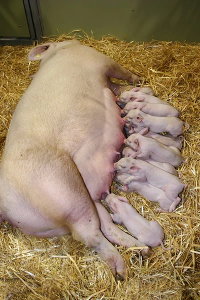 Lilla smågrisar ammade sin mamma — Stockfoto