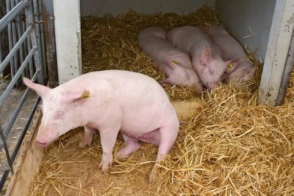 Счастливые молодые свиньи на ферме — стоковое фото