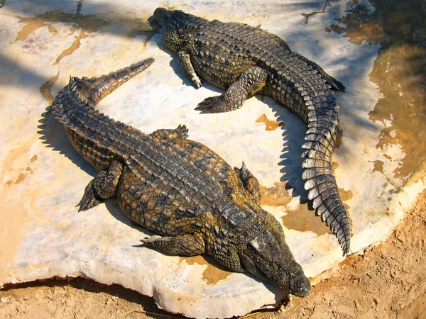 Os crocodilos na fazenda na ilha de Djerba, Tunísia — Fotografia de Stock