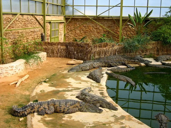 Los cocodrilos en el pabellón de invierno en la granja en la isla de Djerba, Túnez —  Fotos de Stock