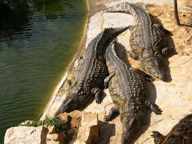 Timsah çiftliği de adada djerba, Tunus