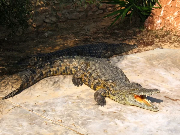 Крокодили на фермі на острів Джерба, Туніс — стокове фото