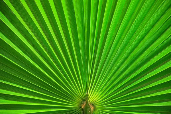 Palm leaf closeup green abstract background — Stock Photo, Image
