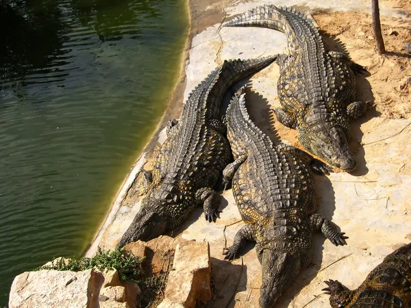 Les crocodiles à la ferme sur l'île de Djerba, Tunisie Images De Stock Libres De Droits