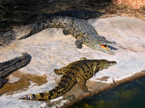 Krokodýli na farmě na ostrově djerba, Tunisko — Stock fotografie