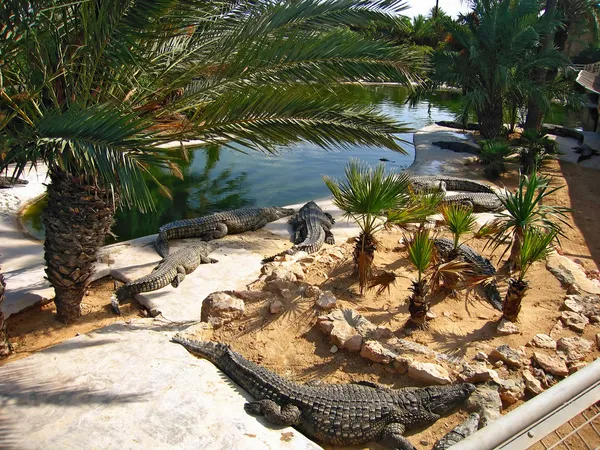 Les crocodiles à la ferme sur l'île de Djerba, Tunisie Images De Stock Libres De Droits