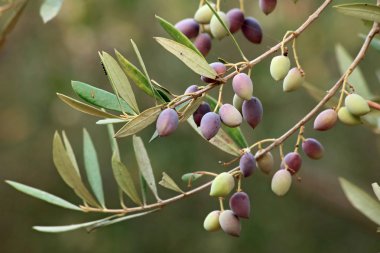 Olive branch on an organic farm in Crete (Greece) clipart