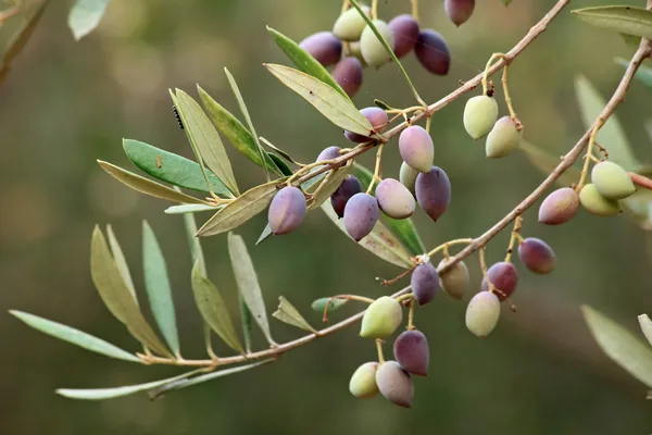Olive branch w ekologicznym gospodarstwie na Krecie (Grecja) — Zdjęcie stockowe