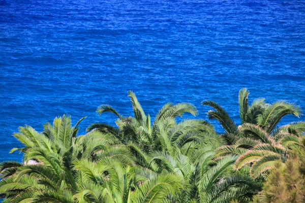 Blaues Meer und Palmen Hintergrund — Stockfoto