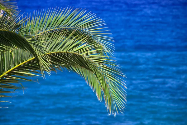 Blue sea and palm tree background — Stock Photo, Image