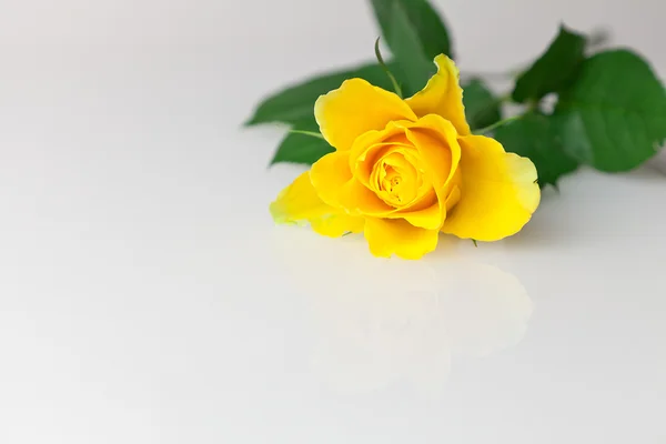 Yellow rose on the white background — Stock Photo, Image