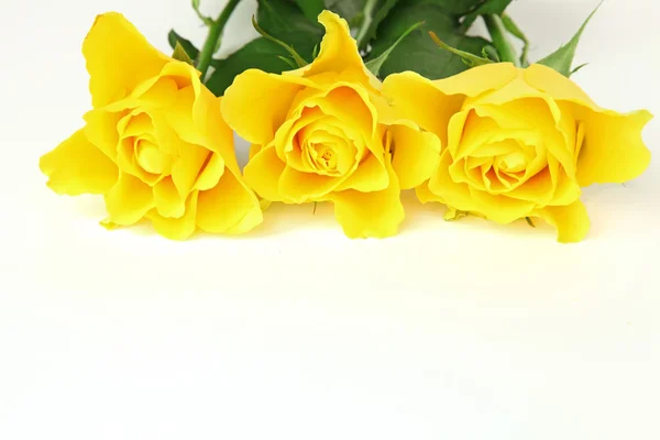 Yellow roses on the white background — Stock Photo, Image