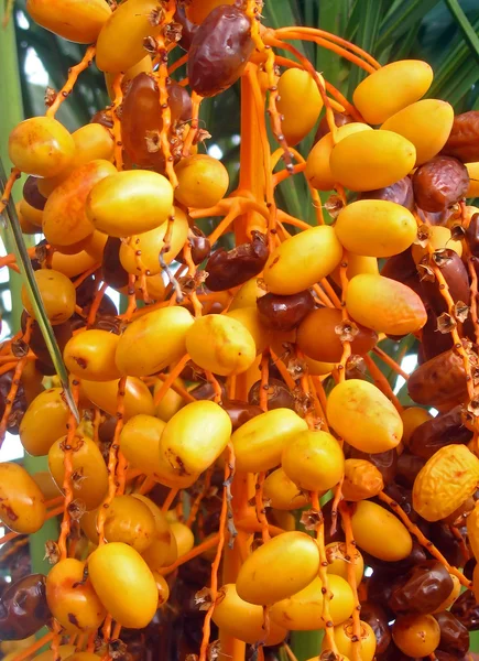 Date Fruits on the Palm tree, Tunisia — Stock Photo, Image