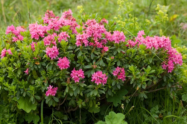 stock image Alpine wild flowers Rhododendron Hirsutum (Bewimperte alpenrose)