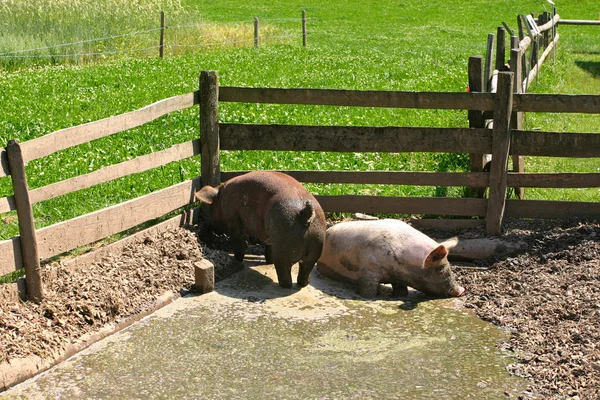 Two Dirty Pigs Playing Mud — Stock Photo, Image