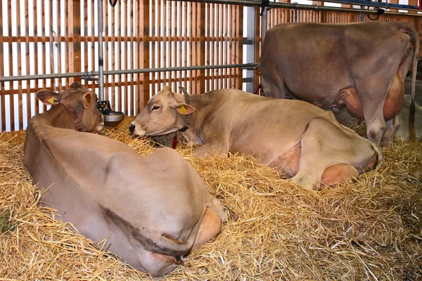 Vacas leiteiras deitadas em palha numa exposição de bovinos OLMA 2006, St. G — Fotografia de Stock
