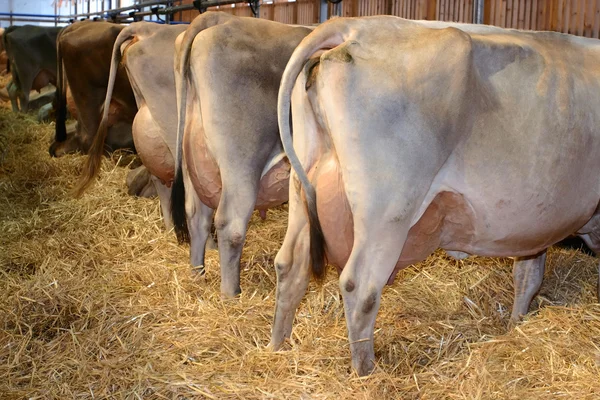 Uma Fileira Vacas Leiteiras Uma Exposição Gado Olma 2006 Gallen — Fotografia de Stock