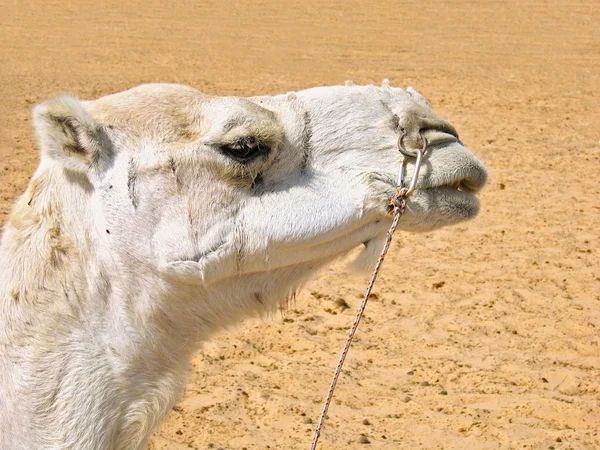 Portret Białego Wielbłąda Pustyni Sahara — Zdjęcie stockowe