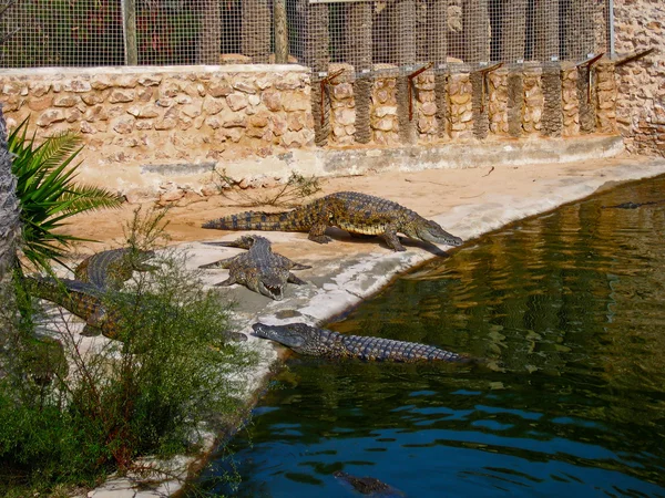 Krokodýli Farmě Ostrově Djerba Tunisko — Stock fotografie
