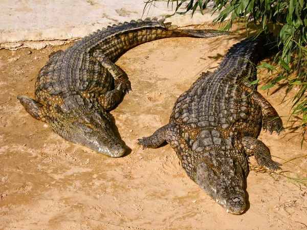 Par Crocodilos Deitados Areia — Fotografia de Stock