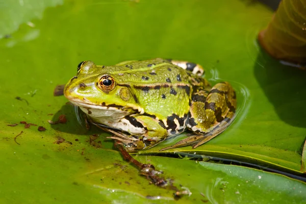 Yaprak Üzerinde Oturan Bir Yeşil Kurbağa Portresi — Stok fotoğraf