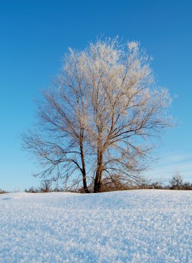 Bare frozen tree in snowy winter field under blue sky clipart