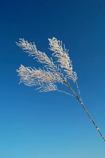 Bare ramo congelato sotto il cielo blu chiaro — Foto Stock