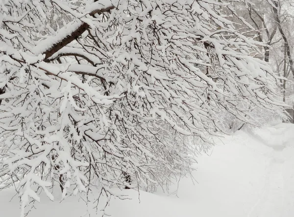 Gołe śniegiem drzewa — Zdjęcie stockowe