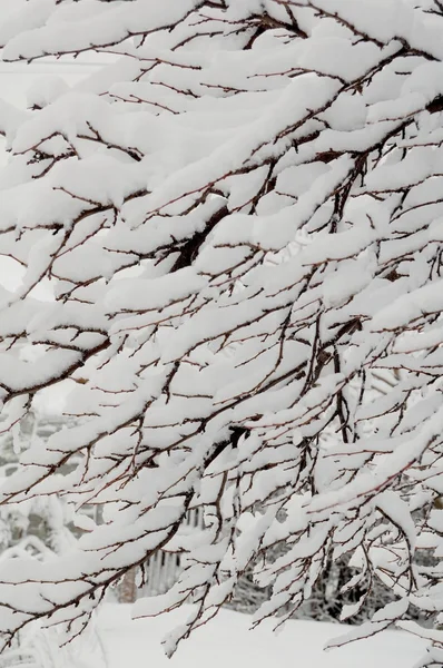 Csupasz Hófúvásából fa — Stock Fotó