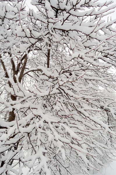 Árbol desnudo con nieve —  Fotos de Stock