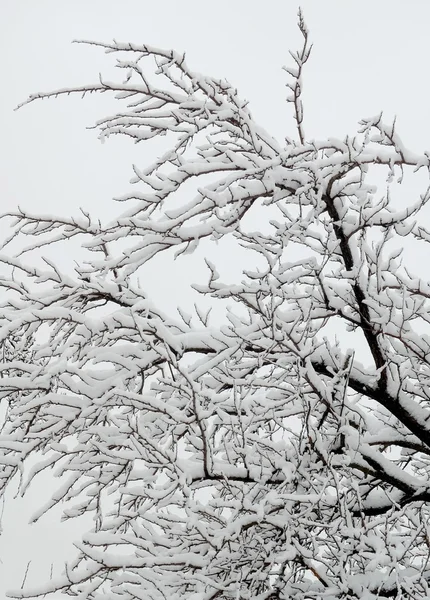 Árbol desnudo con nieve — Foto de Stock