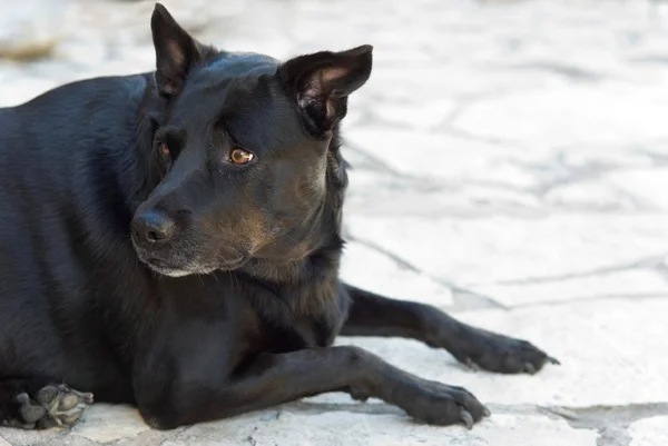 Cão preto apreensivo — Fotografia de Stock