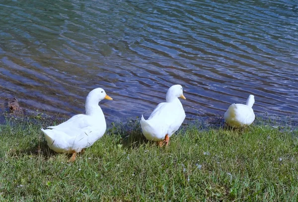 Patos seguidos. — Fotografia de Stock