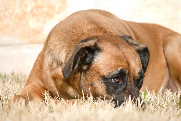 恥ずかしそうな、または退屈の犬 — ストック写真