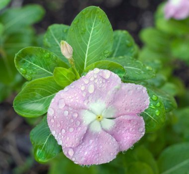 Impatiens Covered in Dewdrops clipart