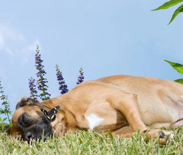 Hund slummer i ett fält av blommor — Stockfoto